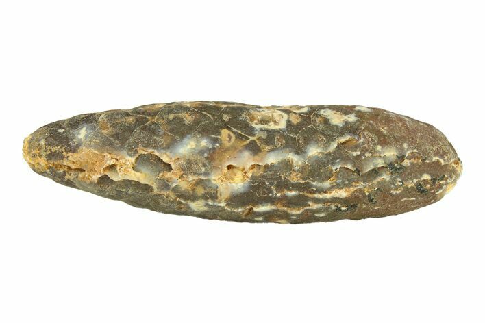 Fossil Cycadophyte Seed Cone - Boujdour, Morocco #288738
